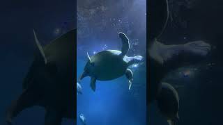 Sea turtle | Largest Aquarium in UK | Marine Life