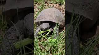 Turtles 1st Time Eating Celery #ASMR