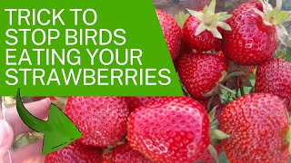 Simple Trick To Protect Strawberries, and 5 Best Crops To Grow From Seed In April