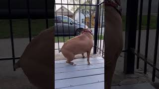 Guard Dog | A Beautiful Day☀️#dog #doglover #cutedog #dogtraining #guarddog #bewareofdog #shorts