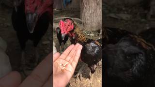 How to feed Almond to rooster