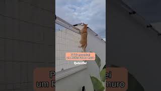 O que tá acontecendo aqui? Não pular o muro 😰😩😤🤬 #rollercat #gatos #gatosfugindo #antifuga