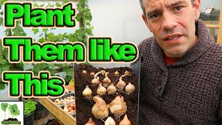 How To Grow Bulbs In Containers | Lasagne Method