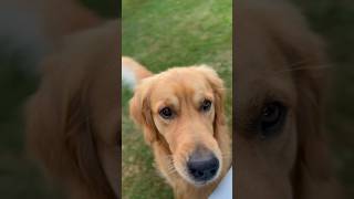 Ball Party #Goldenretriever #Dog #CuteDog #Goldie #SweetDog #Playtime #Shorts