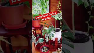 Beneficios de las plantas #plantas #monteverde #costarica #iloveplants #entreplantasconjen