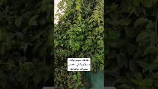 شكرا يربي شكرا