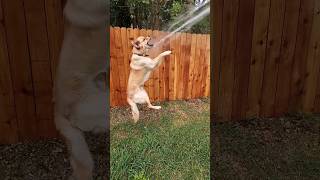 Rogan LOVES his water hose time.