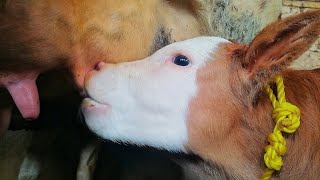 See the delight in the calf's face as it drinks its mother's milk