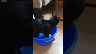 Кот ловил «рыбку» в тазике #cat #funnyvideo