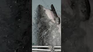 The Great White Shark 😲 Attacking #short