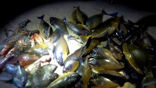 Panah Malam Ikan Sangat Jinak Hasil Sebanyak Ini | Night Spearfishing