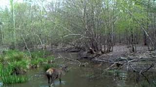 Un cerf traverse une rivière