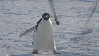 Top 5 Penguin