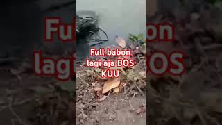 Sepot mancing full babon lagi boss kuu #mancing #esenmancing #fishing #umpanessen