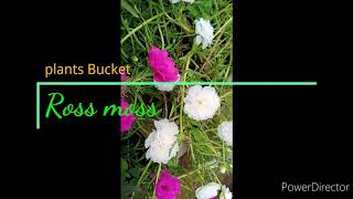 Rose moss care tips in Hindi /Urdu🌸🌸🌸