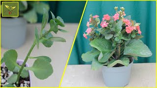 KALANCHOE (KALANŞO) BİTKİSİNE BUNU KESİNLİKLE UYGULAYIN | Kalanşo bitkisi bakımı nasıl yapılır ?