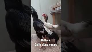 ayam shamo ballack and quine sewaktu muda