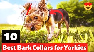 10 Best Bark Collars for Yorkies | Which one should you get?