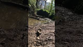 Trx4 sport in the stream