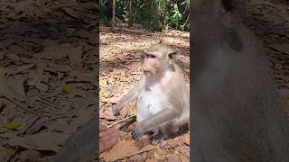 Mom monkey in Amber troop ep072 #monkeyaction #wildanimal #monkey