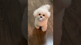 cute puppy