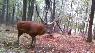 Дикая природа. Благородный олень. Время гона