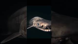 Shark faces frilled shark #viral #youtubeshorts #capcut #tiktok #nature #shark #fyp