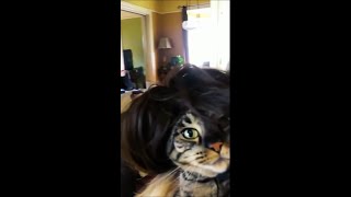 Tiktok, 2022, Cat, Funny - Funny Animals, Funny Video