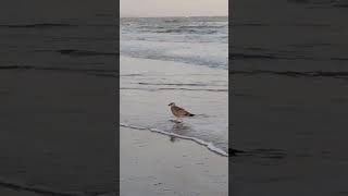 Seagull juvenile walking in water at dusk