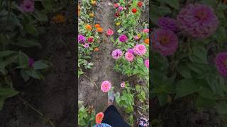 Walking Through a Zinnia Flower 🌸 Field #asmr #shortsvideo