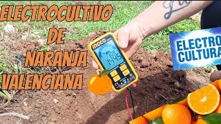 electrocultivo de naranja valenciana/ parte 1#viral #viralvideo #shortvideo