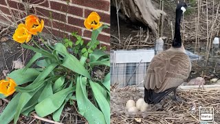 Checking in with Momma Goose/Wildlife living in Trashy Conditions