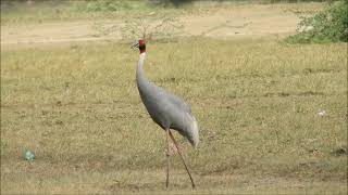 saras crane 1