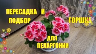 Грунт, пересадка и подбор горшка для пеларгонии ( герани )