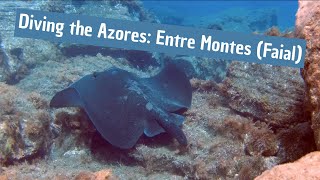 Diving the Azores: Entre Montes (Faial)