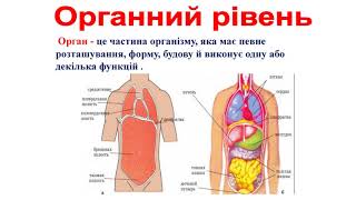 Зарубіна Світлана Пилипівна. Організм людини як біологічна система. Біологія. 8 клас.