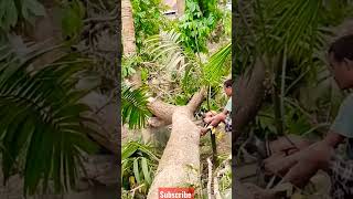 DANGEROUS cutting fails, bru jati #viral #shorts #tripura #tribal #forest #fail #shortsyoutube