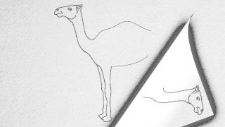 How to draw a CAMEL step by step.