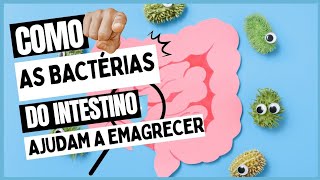 Como as BACTÉRIAS do Intestino ajudam a emagrecer