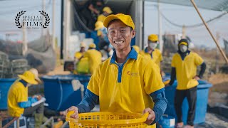 A Heritage of Quality: Minh Phu's Sustainable Shrimp Revolution