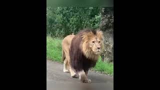 Whatt!!😱 Lion on the street!!!?!?!?