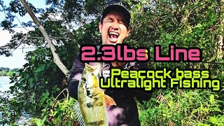 Jungle Peacock Bass Fishing With 2.3lbs line ULTRALIGHT FISHING