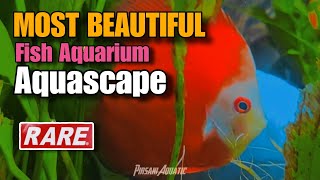 MOST BEAUTIFUL FISH IN AQUARIUM