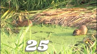 25 - Nutria - Szczur - Przypadkowe spotkanie z Nutrią