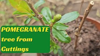 Pomegrante tree from Cuttings