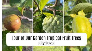 Tour our garden. Tropical fruit trees