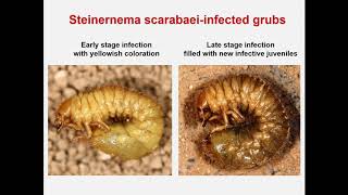 Biological Control of White Grubs - Rutgers 2020 Virtual Turfgrass Research Field Day