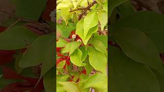 #bougainvillea  vermelha em vaso #plantas #floracoes #primavera