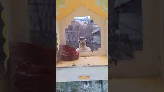 Дятел,Санитар леса#shortvideo #природа #sorts #дятел #discovery #птицы #башкирия #уфа #лес #cat #