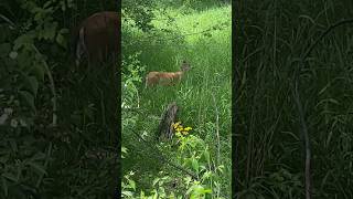 Up Close with a Deer On Our Walk #shorts #deer #wildlife #outdoors #buzzardbaitoutdoors #nature